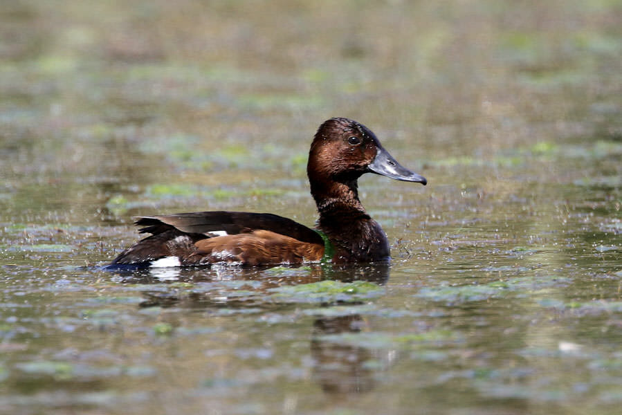 Ferruginous Duck swimming in water